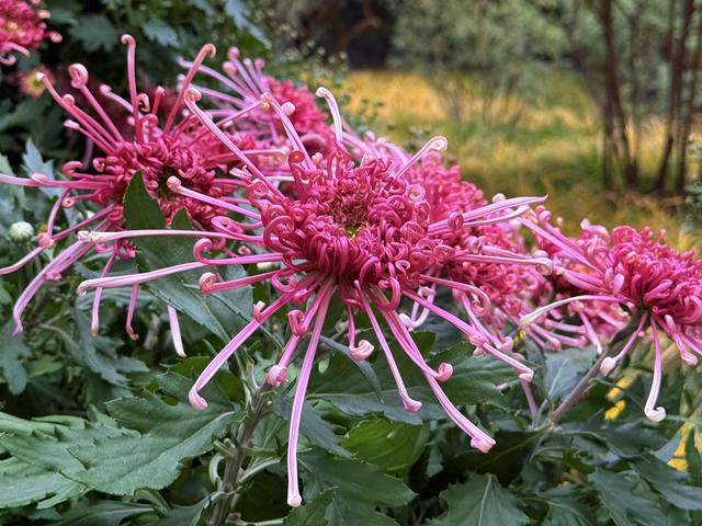 秋日清晨的北京，色彩饱和度拉满！