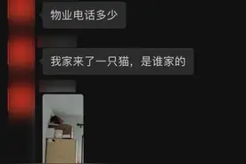 宠物猫搬家后大闹邻居家，还好遇到了一群热心人图片