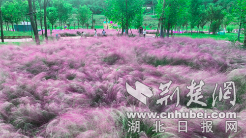 郧西县“粉黛”盛放引客来