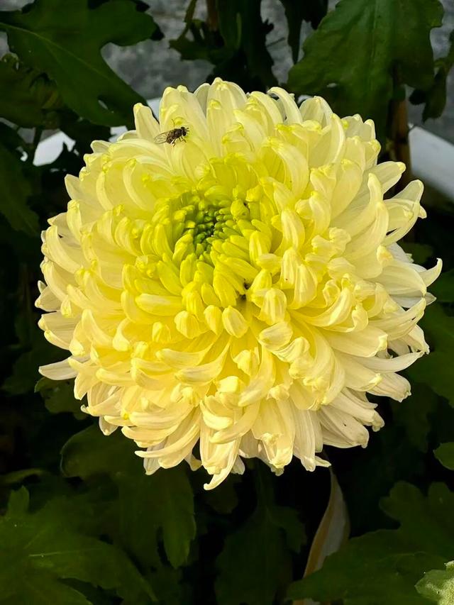 官宣！龙亭菊展延期！