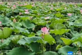 瞄准内地上市空档期 三亚10亩水果莲子开采图片