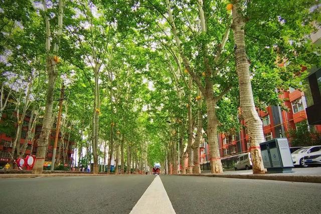 神都风物｜有一种深秋，叫西苑路