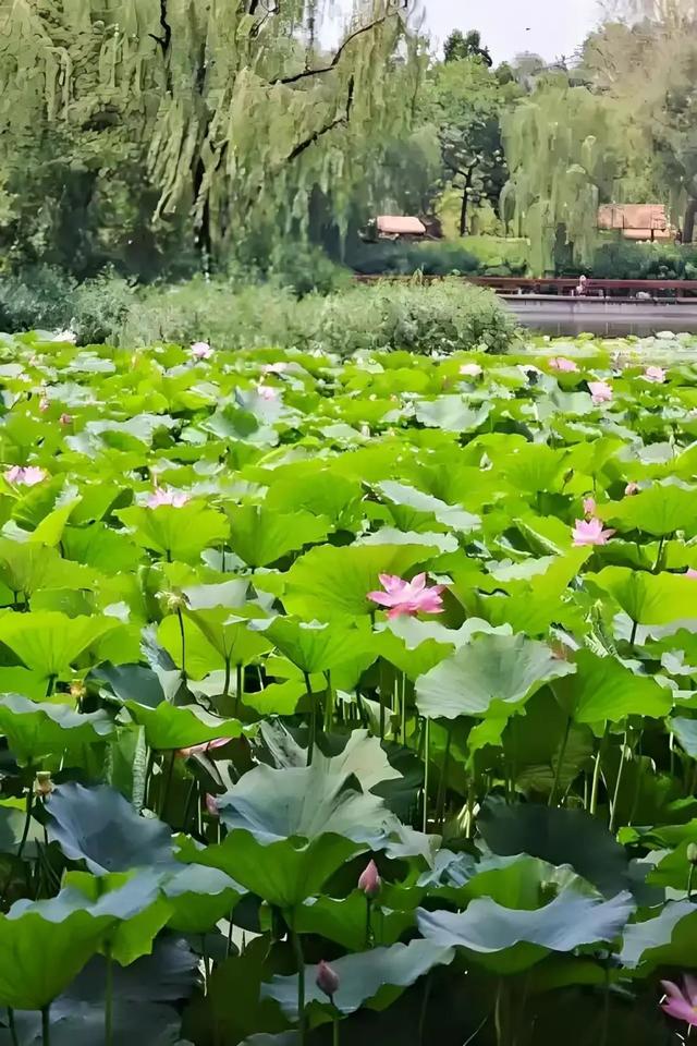 近期公园暑期游园文化活动