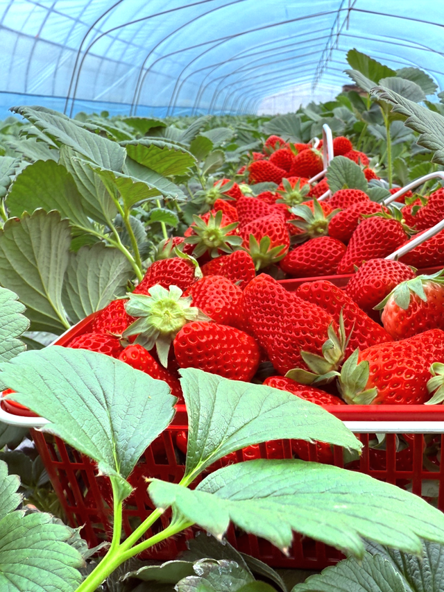 冬日限定甜蜜！草莓采摘正当时！