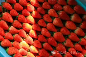 别辜负了“莓”好时光！来佘山摘草莓吧图片