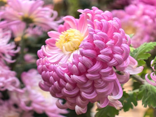 到红螺寺看室内菊花展：主打一个温暖清新