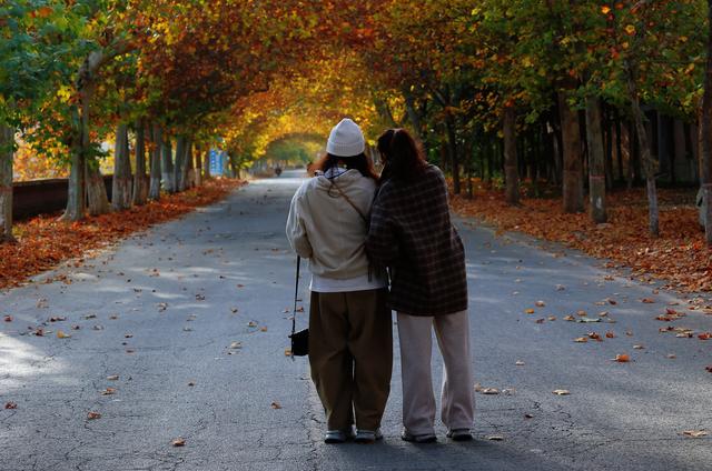 济源：梧桐叶落最多情