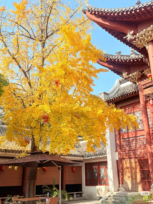 当沙市的风吹黄第一片银杏​……