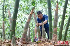 广东英德西牛麻竹笋“圈粉”海内外图片