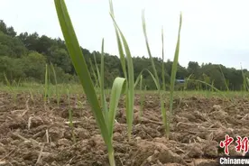 湖南祁阳稻蒜轮作成“新配” 助农户增收致富图片