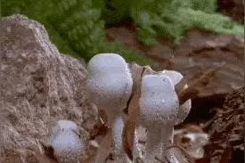 紧急提醒！别碰！有毒！广东已出现……图片