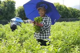 元江县：多元消费需求助力“鲜花经济”花样绽放图片