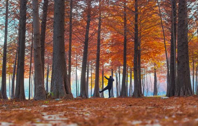 江苏东海：湿地公园冬景绚丽