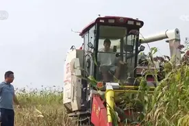 丰收不是天赐，劳动创造价值 刘家父子秋收记……图片