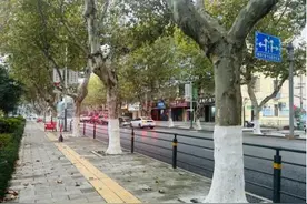 荆州中心城区开展树木涂白行动 抗寒防虫好过冬图片