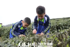 播州区三岔镇庆远社区：举办小学生茶文化研学活动图片