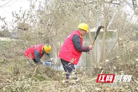 国网益阳供电公司：清除树障隐患 保障冬季供电可靠图片