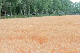 关于麦田的诗篇图片