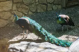 北京动物园“上新”啦！猜猜都有哪些动物朋友?图片