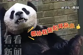大熊猫化身“琵琶手” 一首《十面埋伏》送给大家图片