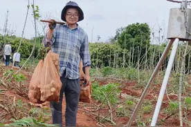 新突破！在三亚发现了木薯增产的新“密钥”图片