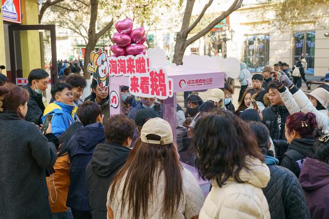全城偶遇！哈尔滨被“淘学企鹅”小分队占领啦！