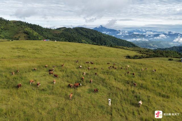 来云南旅居吧丨腾冲秋游草原正当时