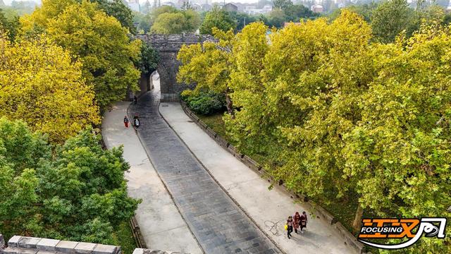 荆州秋色满城 梧桐银杏正当时