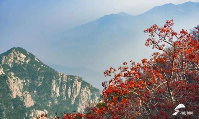 组图丨岱宗初冬暖光漫 红果松影醉游人