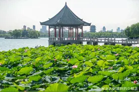 这个夏天总要来趟济南，看看“夏雨荷”~图片