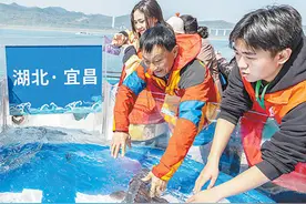放流中华鲟图片