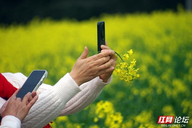 【赴春之约】株洲赏春好去处：仙庾镇徐家塘金色花海正当时