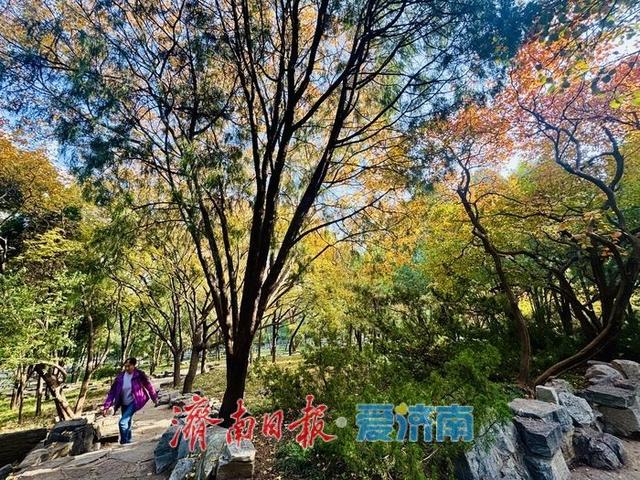 初冬泉城公园：彩叶如绘，醉美游人