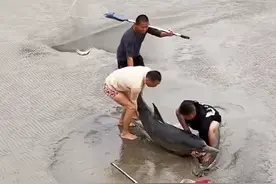 海豚搁浅钱塘江，被三男子救助，鲸豚专家：不排除二次搁浅图片