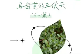 马齿苋的三伏天（外一篇）图片