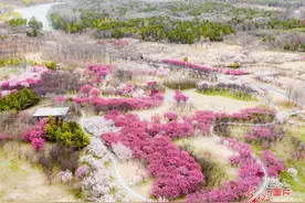 三台山梅花绽放图片