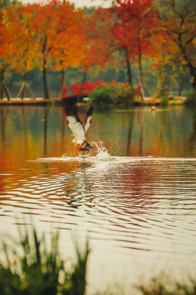 南京这里，美到刷屏了！