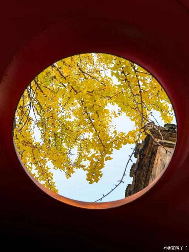 秦淮的银杏，悄悄黄了