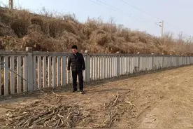 阳信县商店镇扎实开展铁路沿线安全隐患排查 筑牢铁路安全防线图片