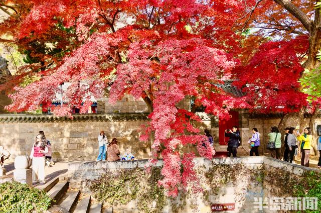 冬藏“枫”景！太清宫百年红枫进入最佳观赏期