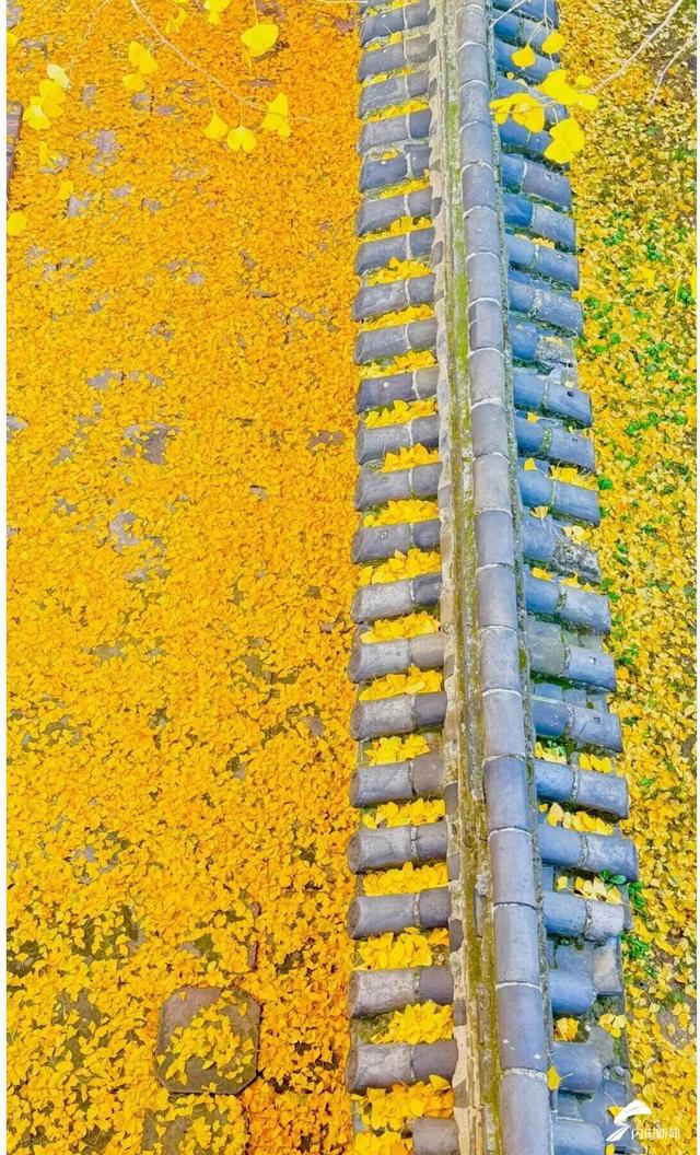 组图丨岱庙初冬美如诗 银杏书写“暖冬情书”