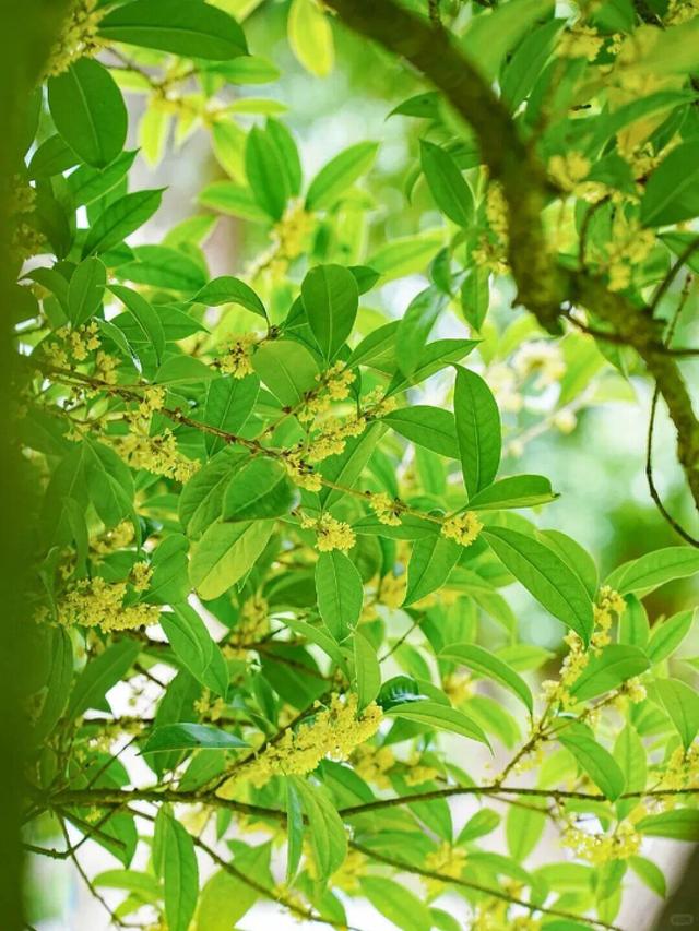 弥勒3个赏桂花好去处！真香～
