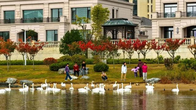 山东“观鸟游”治愈力MAX