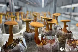 云南上大招！“见手青自由”要来了图片
