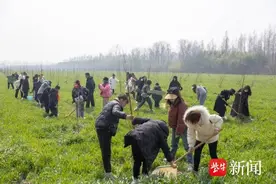 植树节|盐城海边长出的“神奇”人工森林，一个假期为当地增收超500万元图片