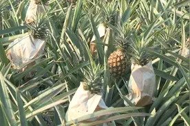 ​万宁龙滚凤梨种植突破一万亩 品质优良销路畅图片