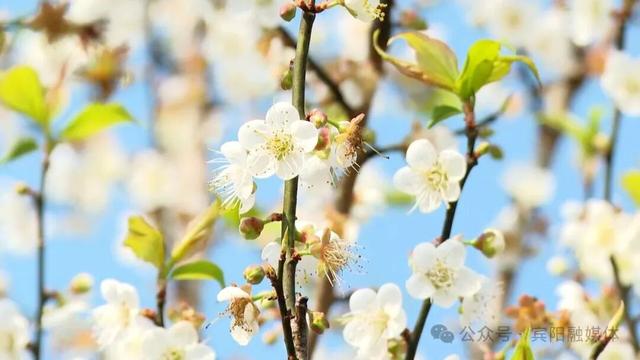宾阳陈平名山梅花盛放！1月10日，共赴一场暗香浮动的花期