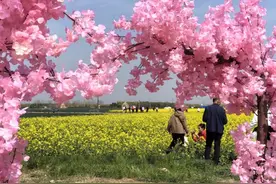 章丘平陵古城，花开又一年图片