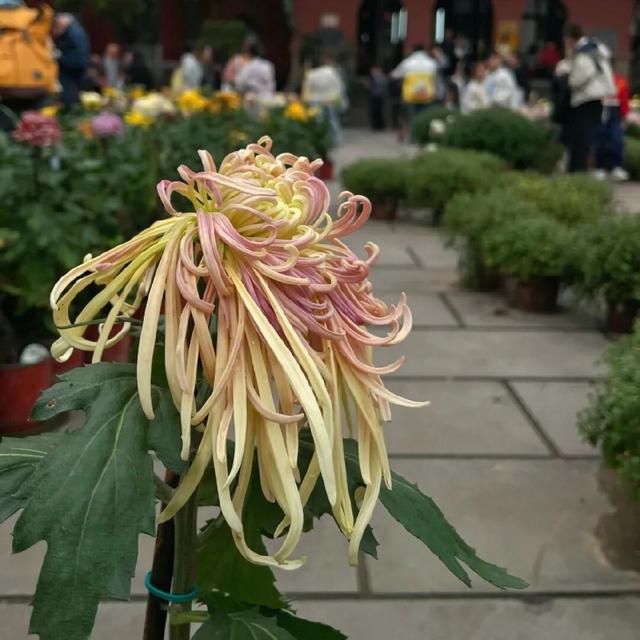 菊等你了！来重庆乘轨道交通打卡这些赏菊地