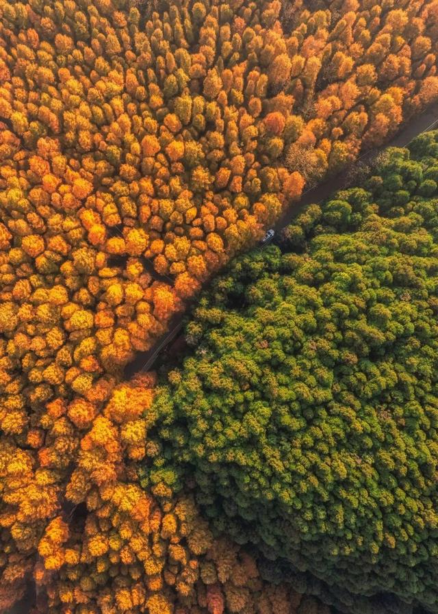 重庆秋色“天花板”火了！最快1小时飚拢！